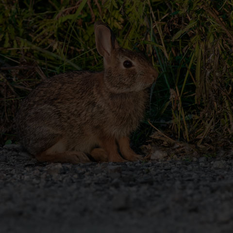 Eastern Cottontail