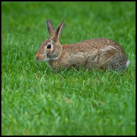 Eastern Cottontail