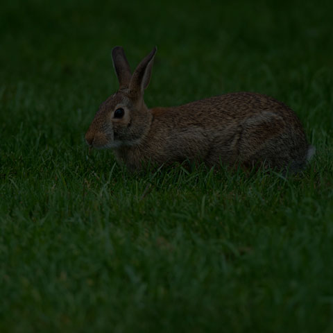 Eastern Cottontail