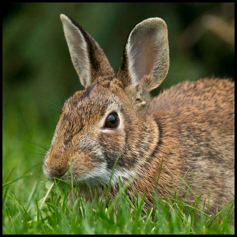 Eastern Cottontail