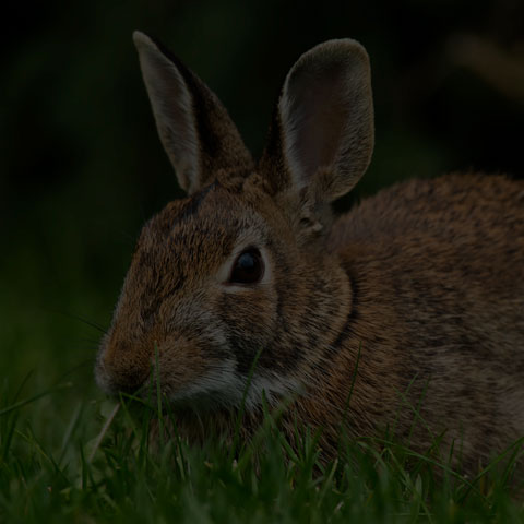 Eastern Cottontail