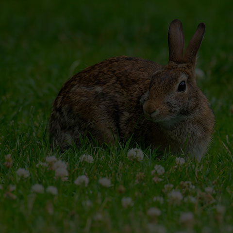 Eastern Cottontail