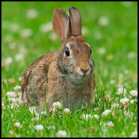 Eastern Cottontail