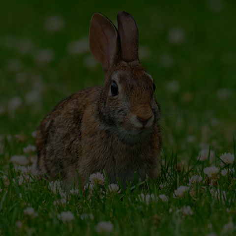 Eastern Cottontail