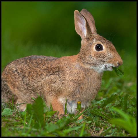 Eastern Cottontail