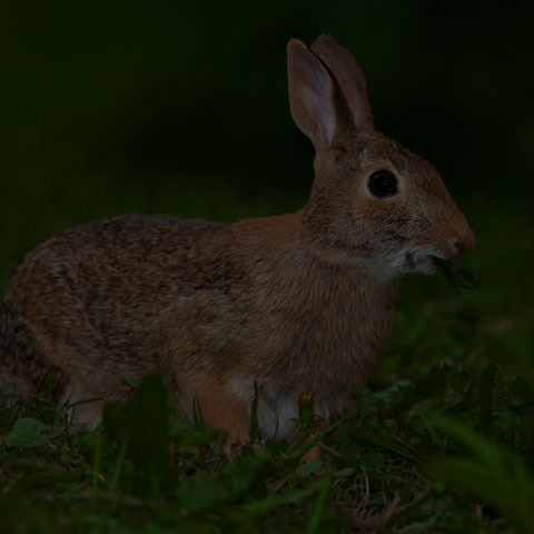 Eastern Cottontail