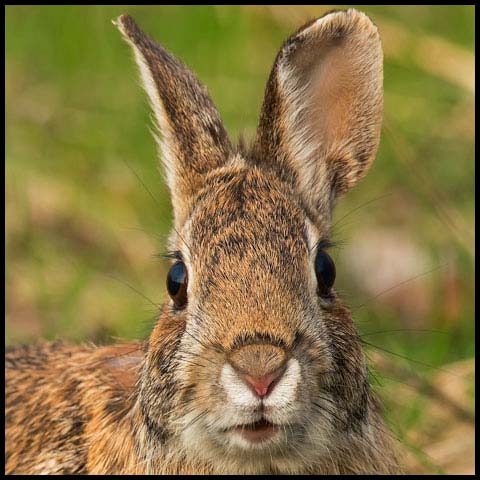 Eastern Cottontail