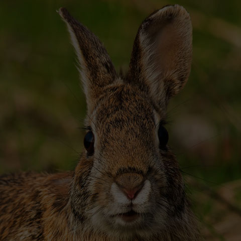 Eastern Cottontail