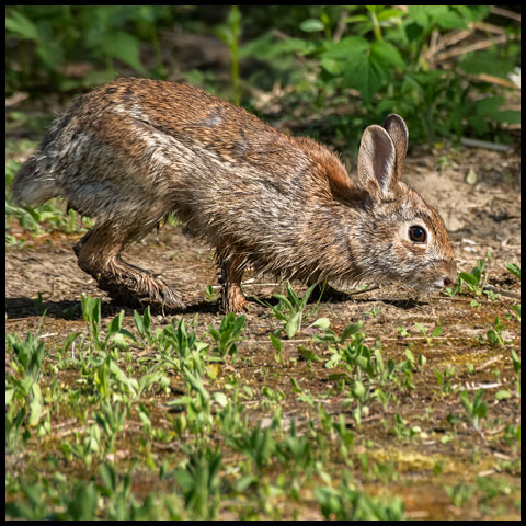 Eastern Cottontail