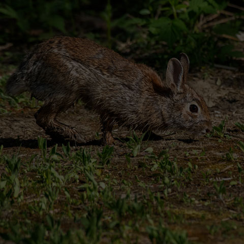 Eastern Cottontail