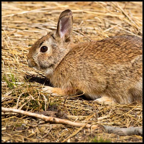 Eastern Cottontail