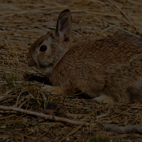 Eastern Cottontail