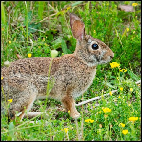 Eastern Cottontail