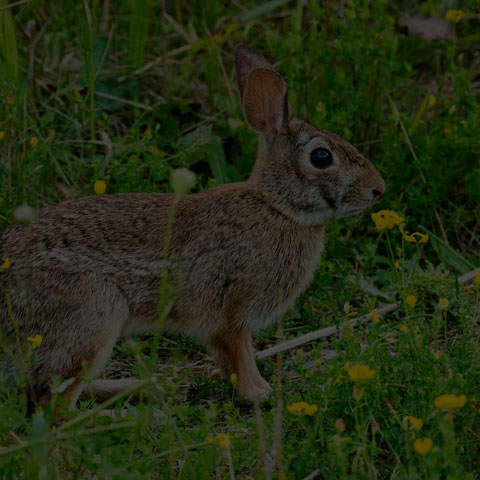 Eastern Cottontail