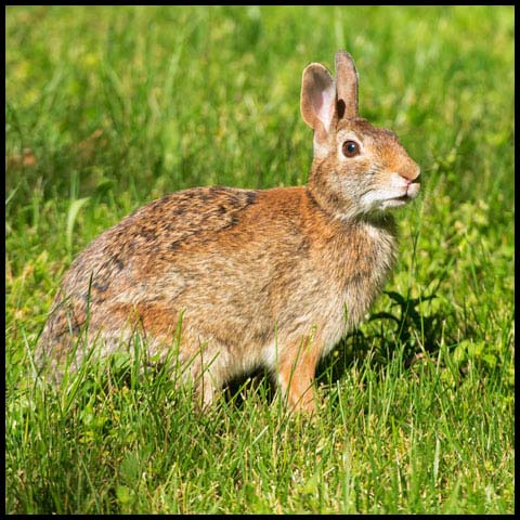 Eastern Cottontail