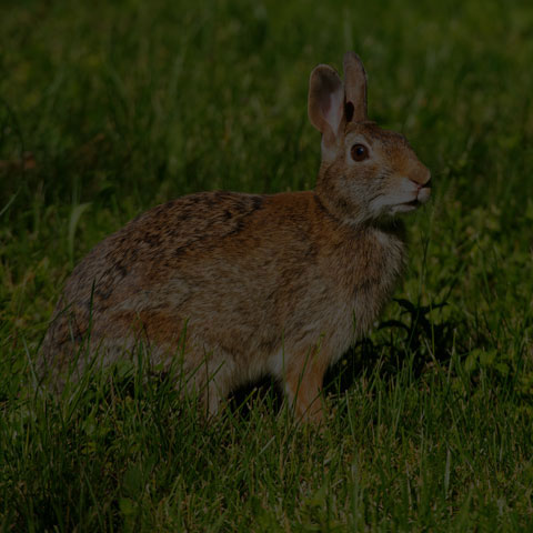 Eastern Cottontail