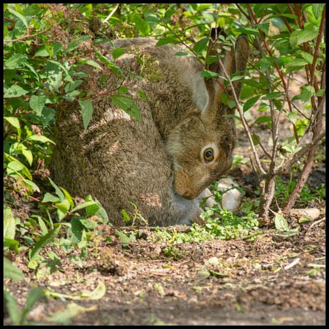 White-tailed Jackrabbit