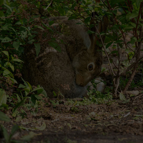 White-tailed Jackrabbit