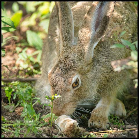 White-tailed Jackrabbit