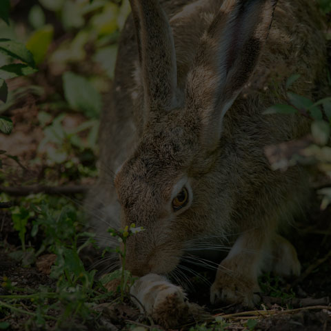 White-tailed Jackrabbit