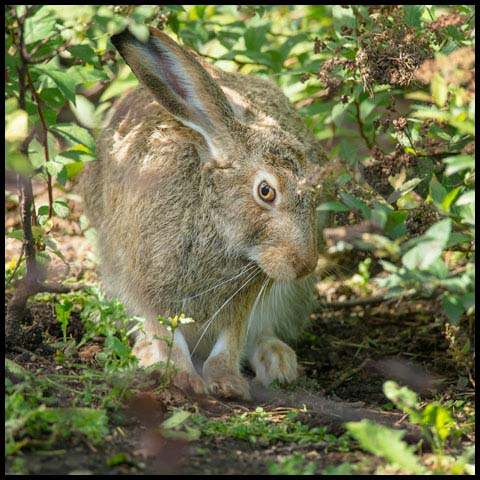 White-tailed Jackrabbit