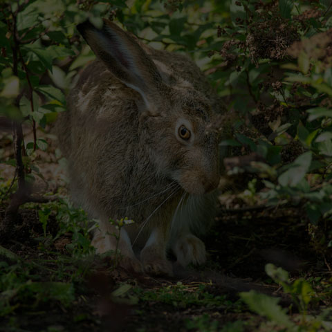 White-tailed Jackrabbit