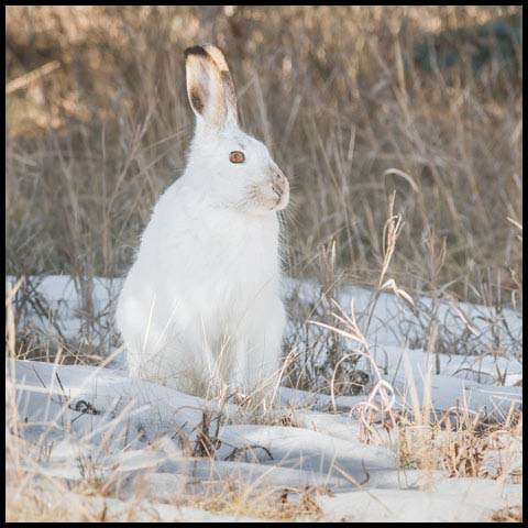 White-tailed Jackrabbit