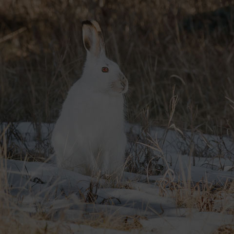 White-tailed Jackrabbit