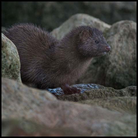 American Mink