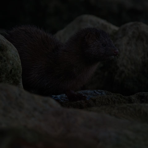 American Mink