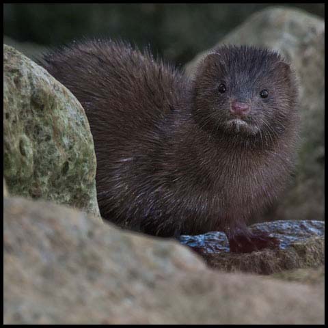 American Mink