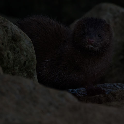 American Mink