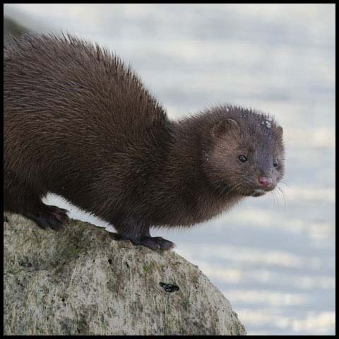 American Mink