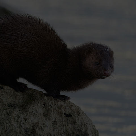 American Mink