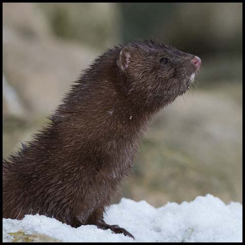 American Mink