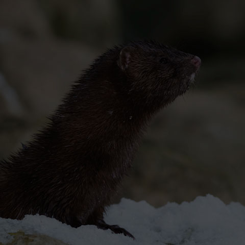 American Mink