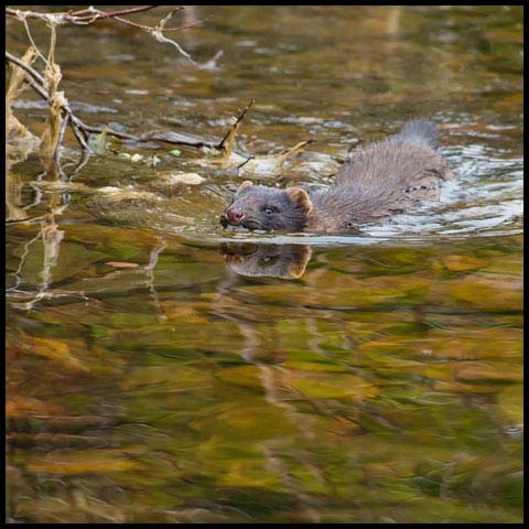 American Mink