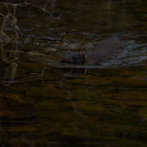 American Mink