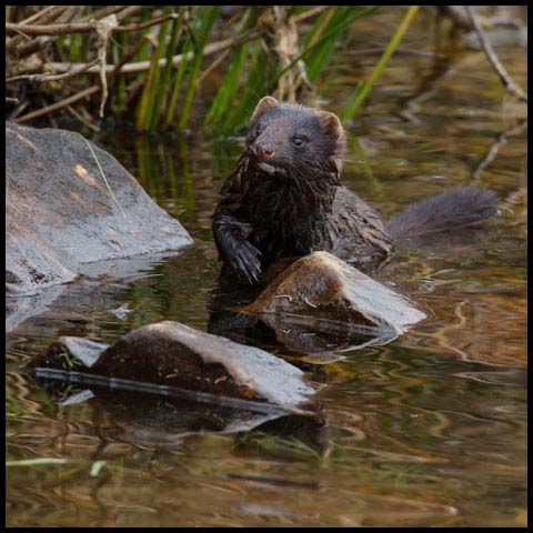 American Mink