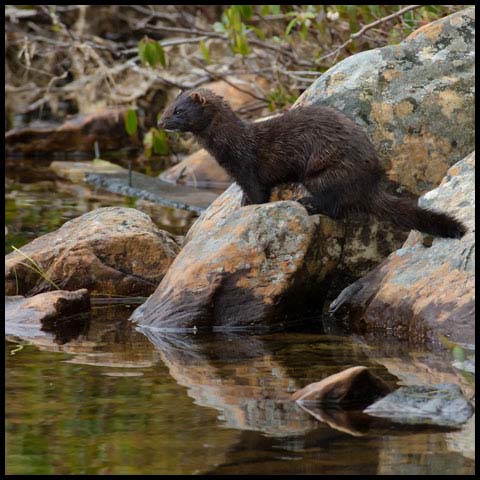 American Mink