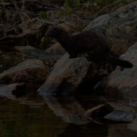 American Mink