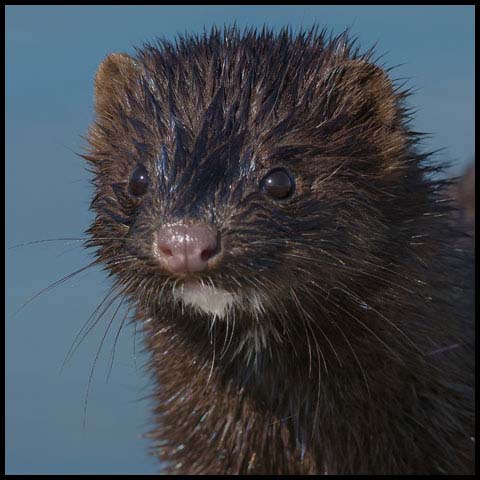 American Mink