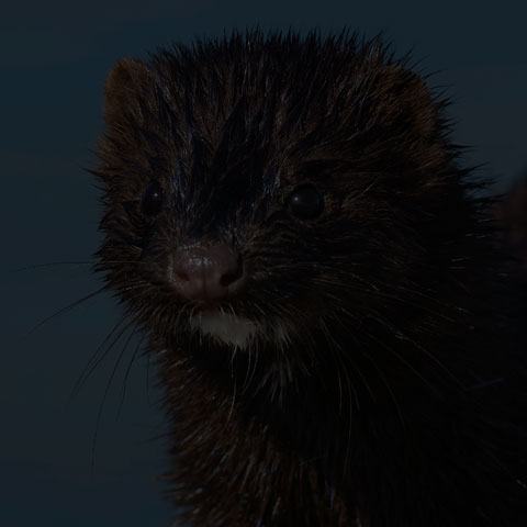 American Mink