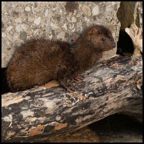 American Mink