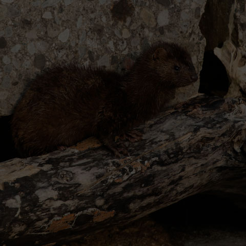 American Mink