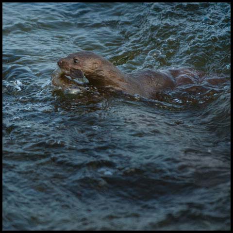 American Mink