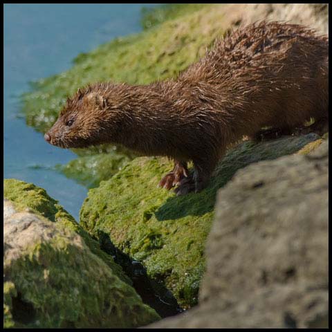 American Mink