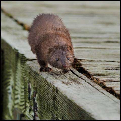 American Mink