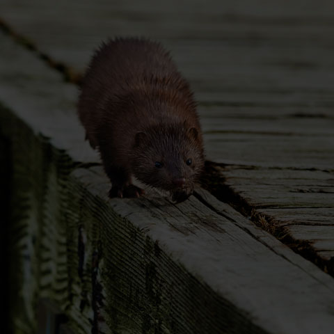 American Mink