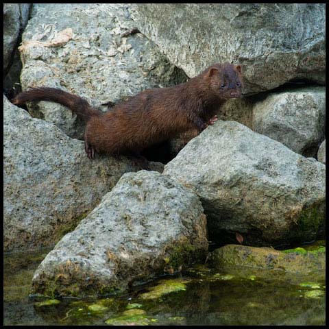 American Mink